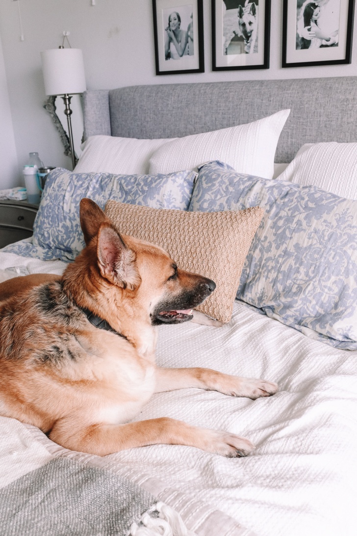 Keep dog out outlet of bedroom