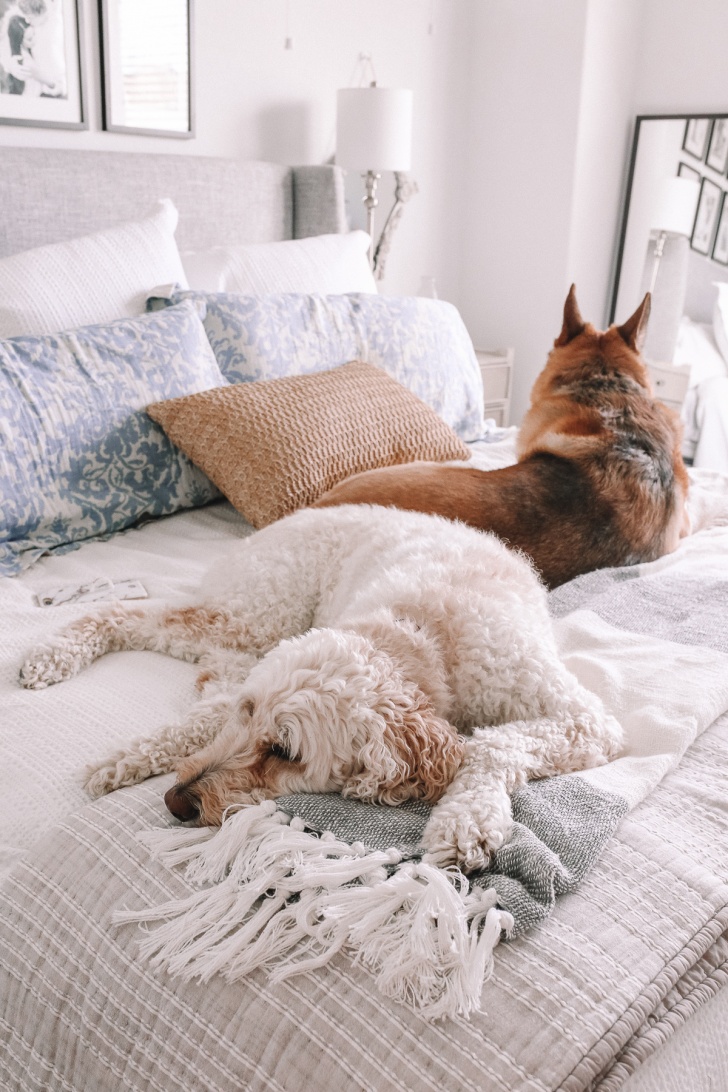 Best bedding to store have with dogs